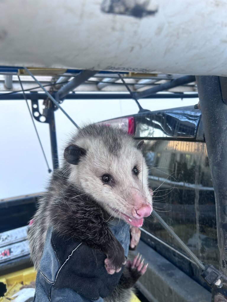 Great Lakes Wildlife Control