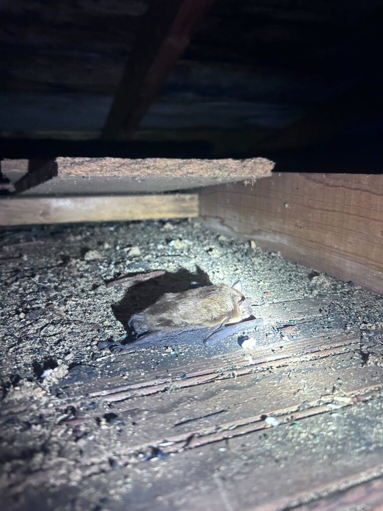 Great Lakes Wildlife Control