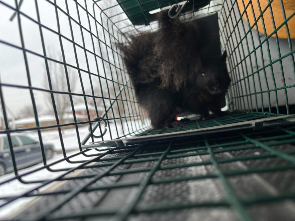 Great Lakes Wildlife Control