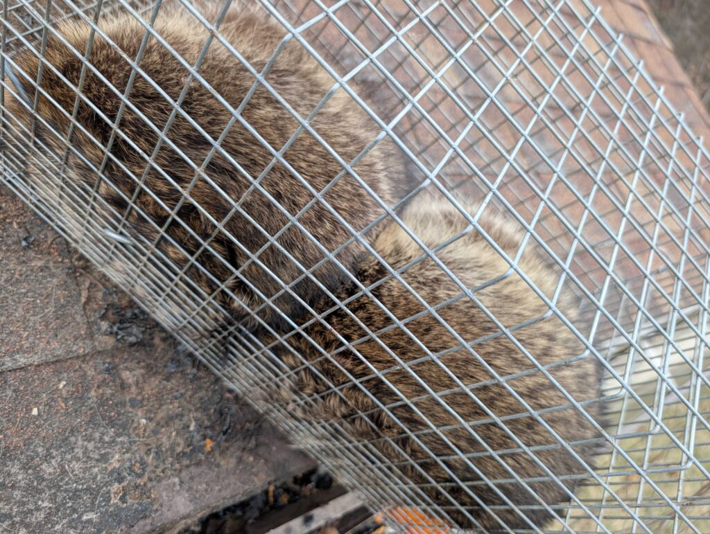 Great Lakes Wildlife Control