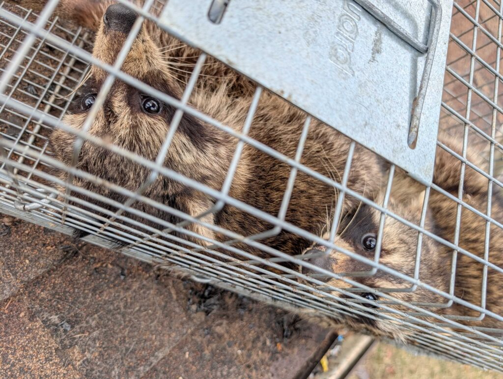 Great Lakes Wildlife Control